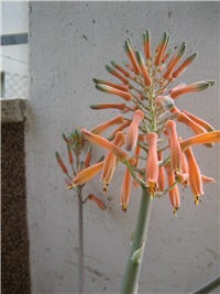 e188ce1b-Cvijet aloe.jpg